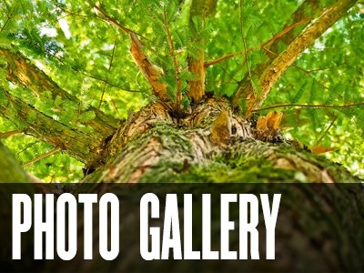 Photo Gallery