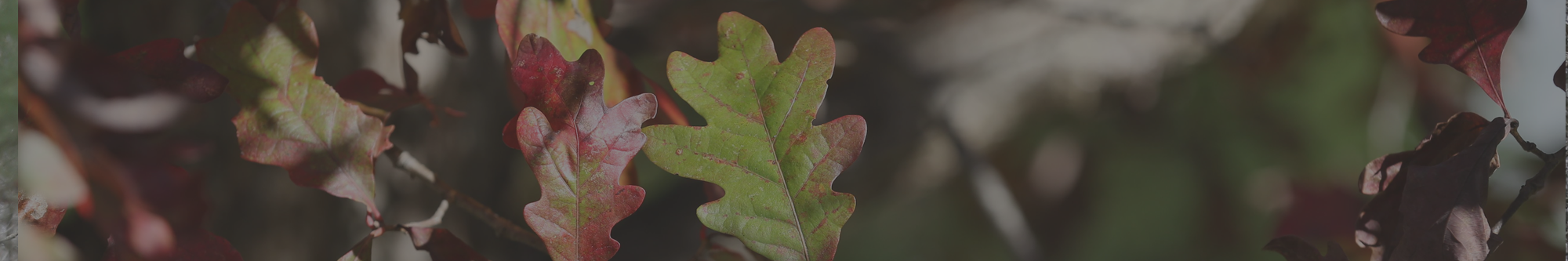 Leaf Background ddsfd
