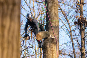 Arborist lead climbing and cutting tree.