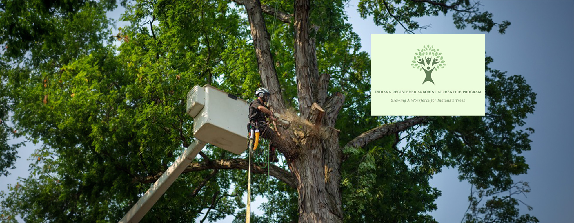 Arborist in tree with harness cutting large tree, Indiana Arborist Association Apprenticeship Program.