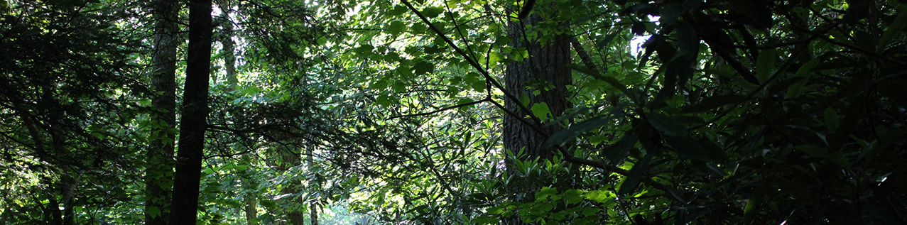 Trees showing the trunks.