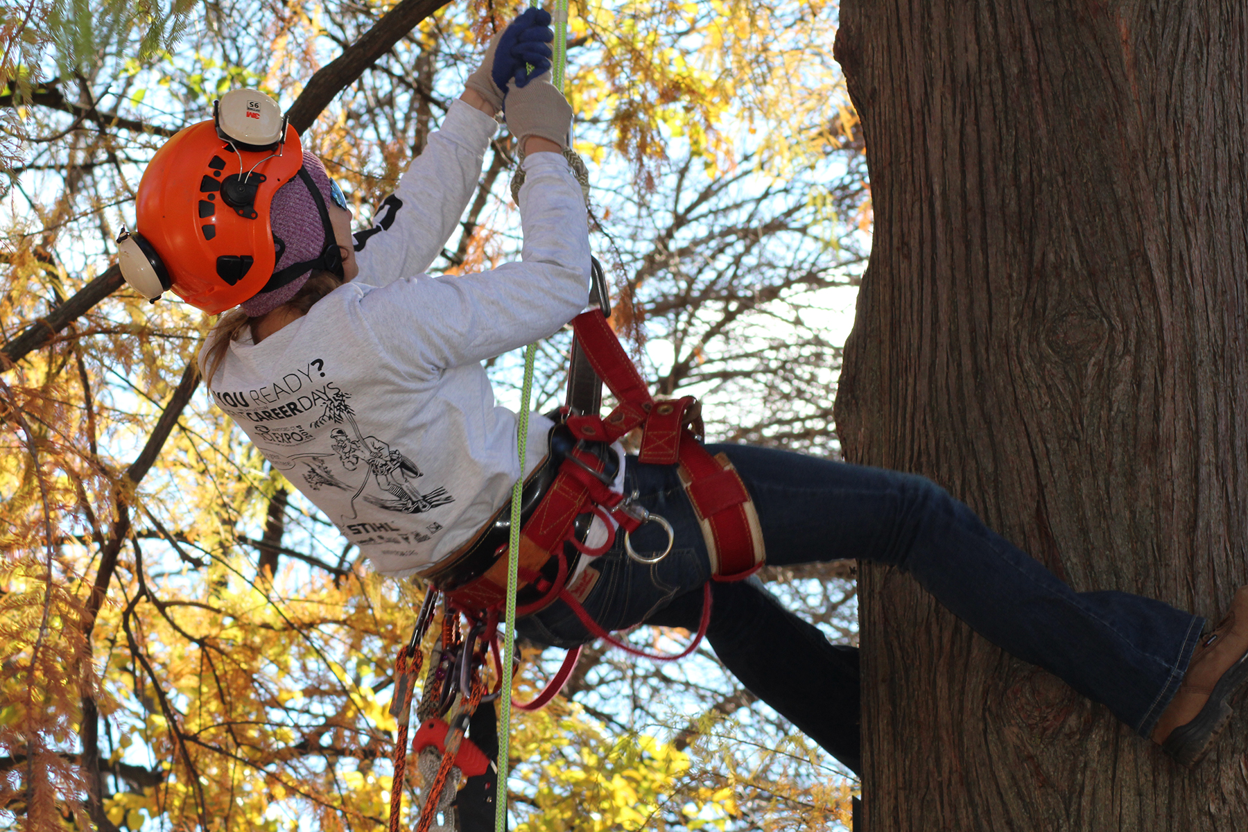 Person climbing up a tree