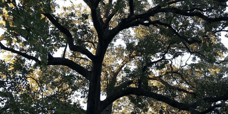 Picture of a large oak tree