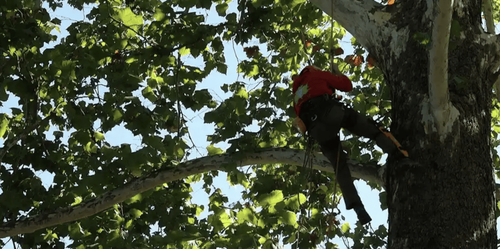 Man climbing a tree